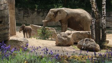 The elephant Kali with her calf born on 6 June 2021
